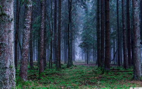 Dark Rainy Forest Wallpapers Top Free Dark Rainy Forest Backgrounds