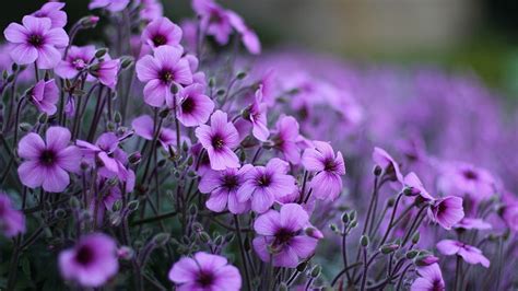 Hd Wallpaper Flowers Spring Bloom Blossom Fresh Purple Crocus