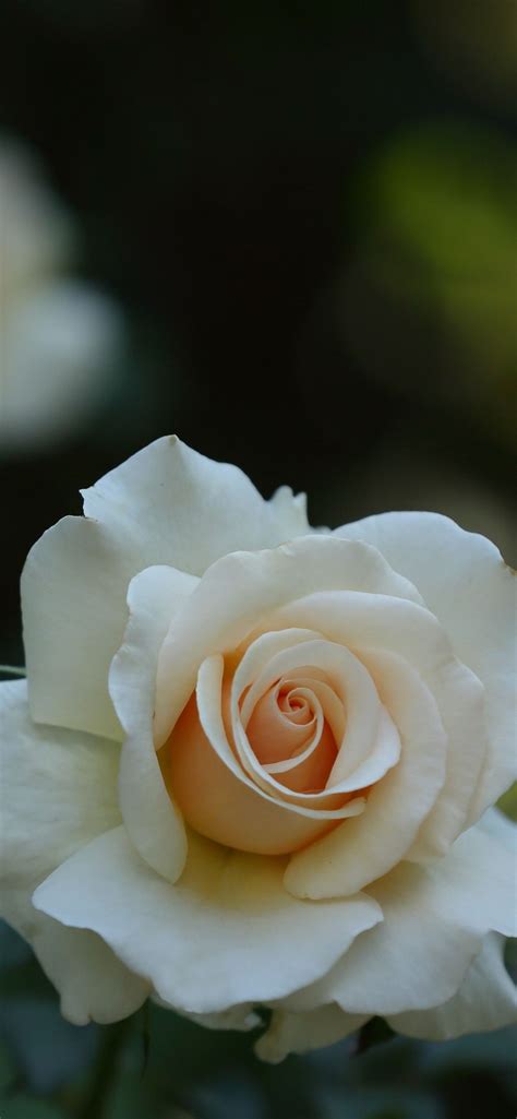 White Rose Iphone Wallpapers Wallpaper Cave