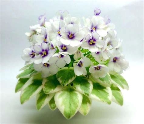 African Violet Plant For Sale Big Sale Lot Variety Of Colors Violet