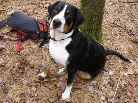 Entlebucher Mountain Dog Dog Breed Ukpets