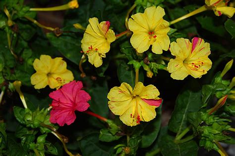 But if its growth is monitored, it becomes an easy flower plant to care for and is very ornamental. Light Colour Shade: Mirabilis Jalapa (Four O'Clock Plant)