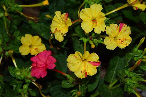 We did not find results for: Light Colour Shade: Mirabilis Jalapa (Four O'Clock Plant)