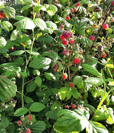 Raw Edible Plants Wild Raspberries Rubus Idaeus