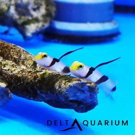 High Fin Goby Buy From Delta Aquarium Online Marine Specialist