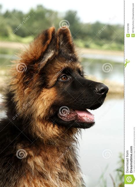 German shepherd dog information including personality, history, grooming, pictures, videos, and the akc breed standard. Germany sheep-dog stock image. Image of favourite, black - 27324789