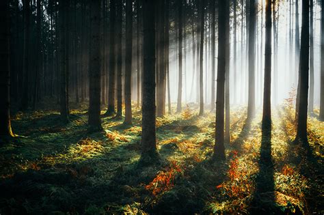 Fondos De Pantalla Bosques árboles Rayos De Luz Naturaleza Descargar