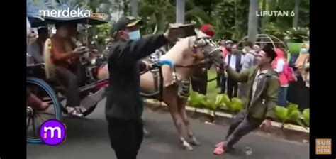 Viral Video Kuda Mengamuk Saat Bawa Anies Baswedan Ke Kantor Dpp Pks