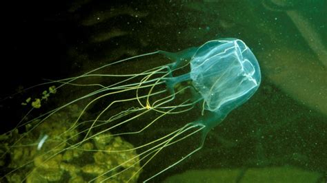 How Painful Is A Box Jellyfish Sting Is The Box Jellyfish Deadly Creature