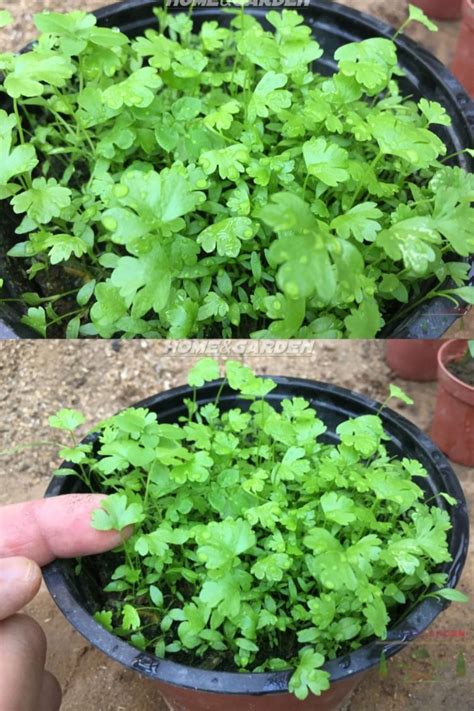 How To Grow Celery Indoors Growing Celery Planting Herbs Medicinal