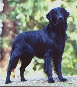 It is a cross between the golden retriever and the labradorretriever.my golden retriever (female) had pups for my black lab (male) and all pups were solid black. Flat-Coated Retriever Dog Breed Information and Pictures