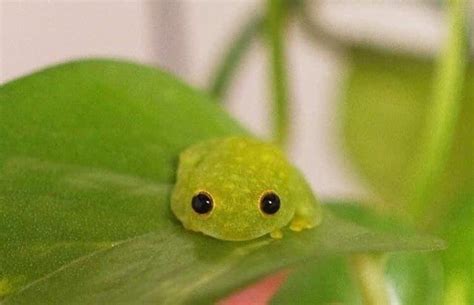 ପ੭j♡celyn੭ଓ On Twitter Cute Reptiles Cute Frogs Frog
