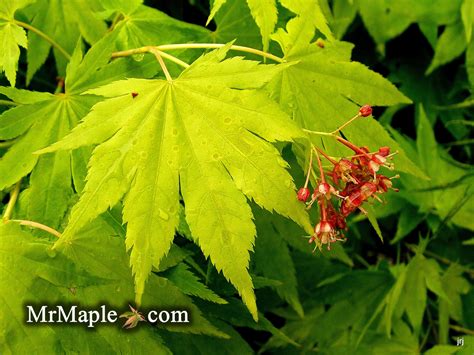 Buy Acer Shirasawanum Jordan Golden Full Moon Japanese Maple — Mr