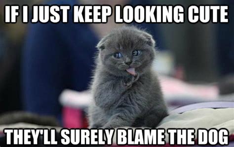 10 Funny Cat Memes That Will Make You Go Rofl