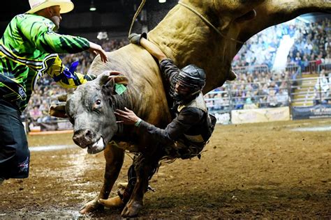 Outdated bull riding event unethical and inhumane - RSPCA ...