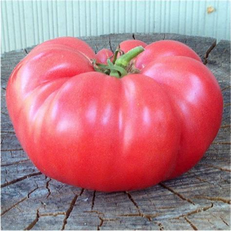 30 Organic Pink Ponderosa Seeds Tomato Beefsteak Type Heirloom Etsy