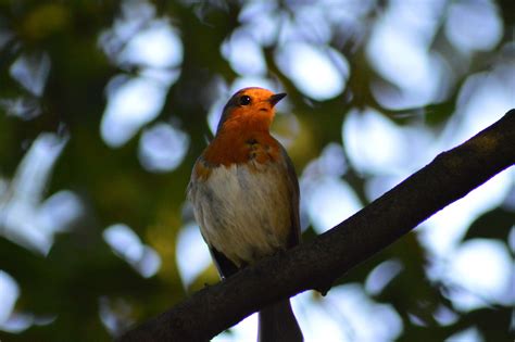 Wallpaper Id 287759 Robin Bird Red Robin 4k Wallpaper Free Download