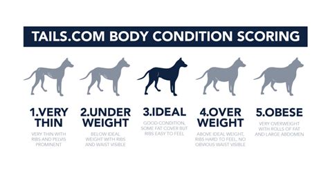 Managing Your Dogs Weight And How To Keep It Under Control The