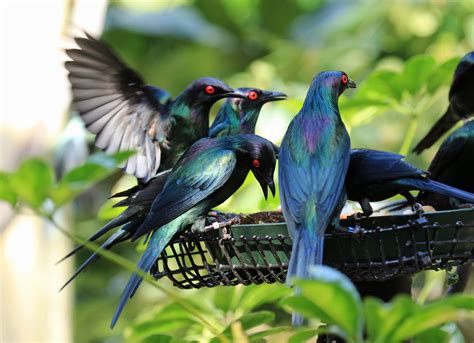 California Dreaming Part IIIB – The San Diego Zoo – The Birds