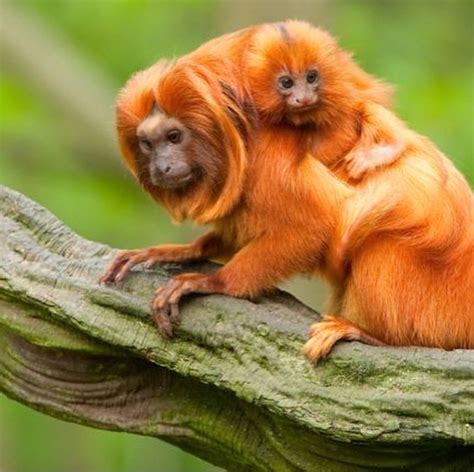 Endangered Animals In Amazon Rainforest Rainforest Animal