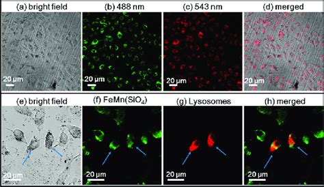 Confocal Microscopy Of A Bright Field Fluorescent With Excitation