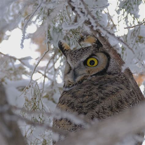 Great Horned Owl In Snow A Photo On Flickriver