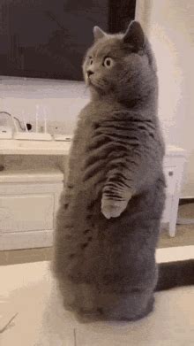 Cat Cat Standing GIF Cat Cat Standing Cat Stare Discover Share GIFs