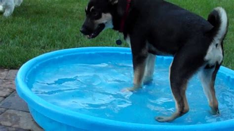 Dog Pees In Pool Youtube
