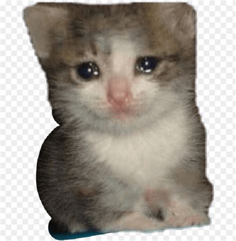 Report Abuse Sad Cat Dank Memes Png Image With Transparent Background