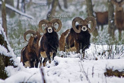 Corsican Mouflon By Moem Photography On Deviantart