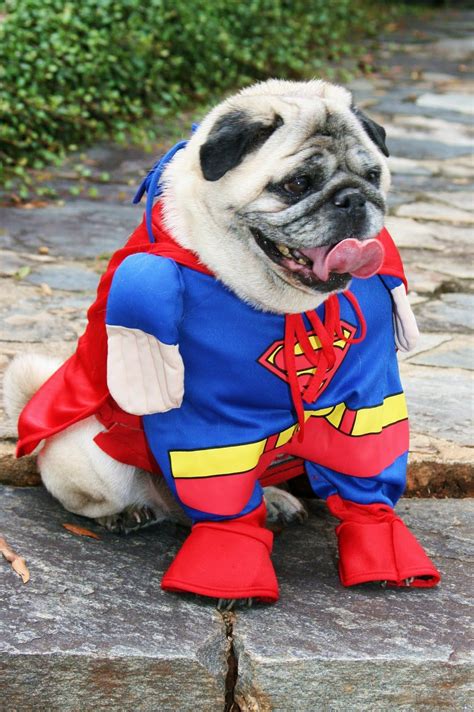 Top 15 Pug Halloween Costumes What The Pug Pugs In Costume Pug