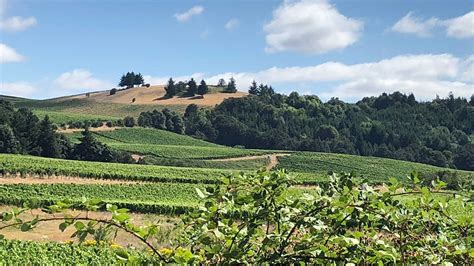Oregon Wineries And Vineyards Salem Eugene Roseburg