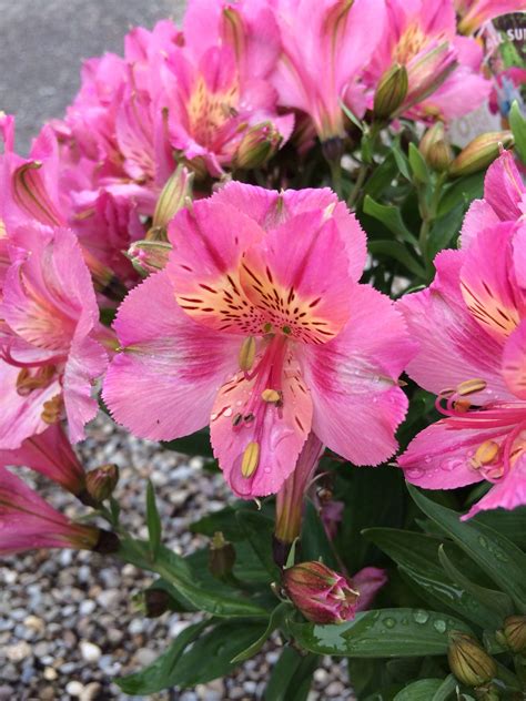 Peonies grow best in a full sun position but in areas with hot summer temperatures, a partially shaded spot is better. Alstroemerias; grow in pots for best beauty in full sun ...