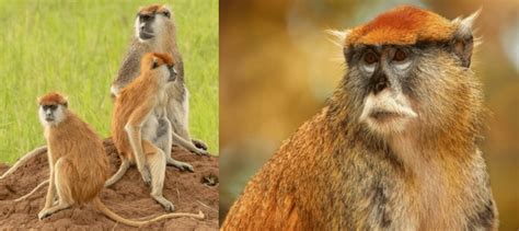 7 Types Of Monkeys Found In Nigeria Id Guide Bird Watching Hq