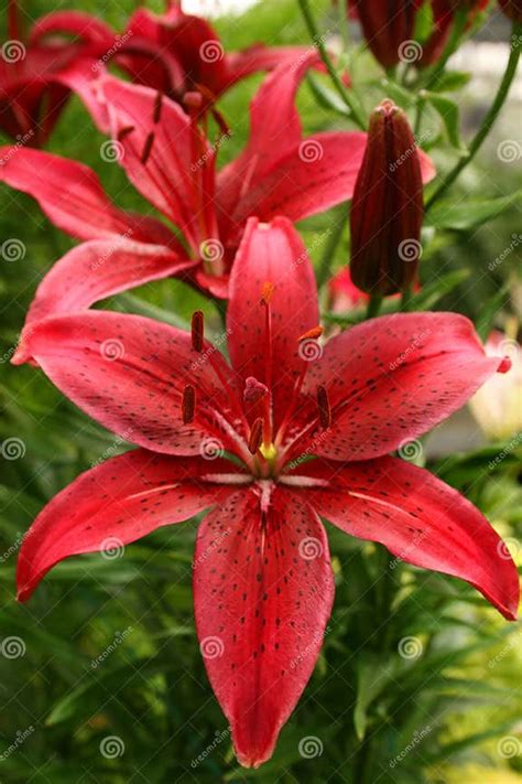 Tiger Lily Flowers Stock Image Image Of Romantic Stamen 3428507