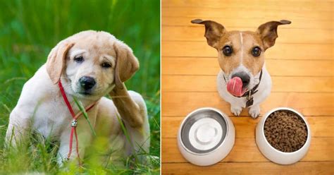 These include the length of light exposure—including artificial light—ambient temperature and hormonal changes. 8 Dog Hair Loss Home Remedies And The Causes ⋆ Bright Stuffs