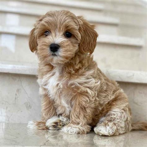 Maltipoo Information And Crossbreed Dog Facts Pets Feed