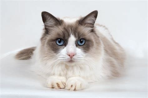 Ragdoll Cats Cat Breed Information Pictures Characteristics And Facts