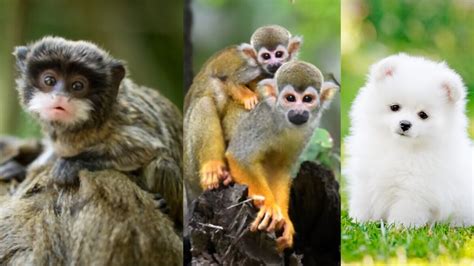 Top 10 Cutest Baby Animals In The World 2020 Too Cute Tiny Baby Animals Youtube