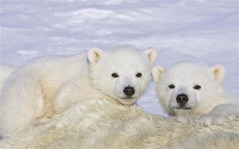 Baby Polar Bear Wallpaper 52 Images