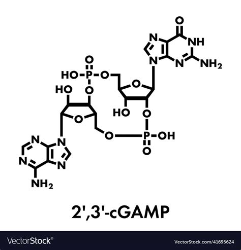 Cyclic Guanosine Monophosphate Adenosine Vector Image