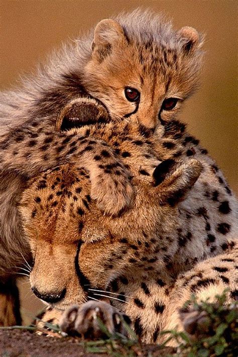 Baby Cheetah Nuzzles Mum As Adorable Pictures Show Special Bond Between
