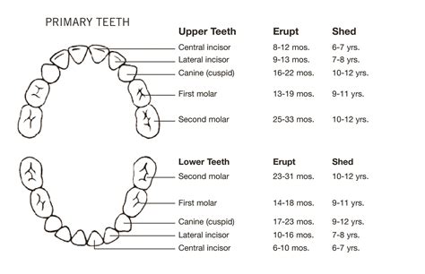 Printable Chart Of Teeth Numbers Printable Templates