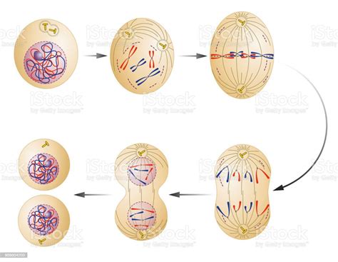 Cell Division Mitosis Stock Illustration Download Image Now Istock