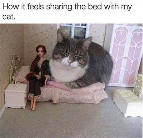 Sharing The Bed With A Cat Cat Meme Of The Decade Lol Cat Memes Funny Cats Funny Cat