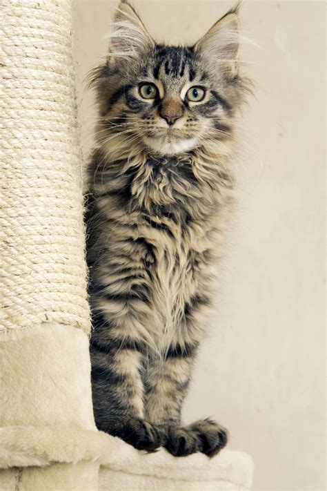 Explore 89 listings for tabby maine coon kittens for sale at best prices. Maine Coon Cat Breed Information, Pictures ...