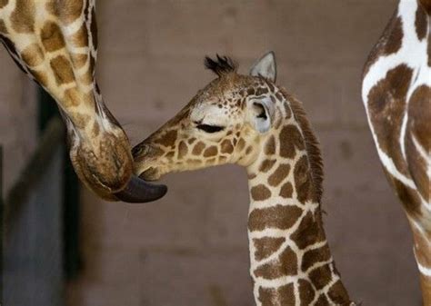 Baby Giraffe Fluffy Animals Animals And Pets Baby Animals Cute