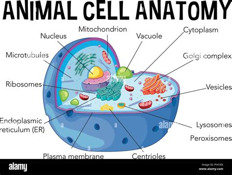 Diagrama De La Anatomía De La Célula Animal Ilustración Imagen Vector