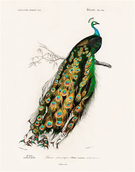Vintage Peacock Print 1846 Peacock Illustration Victorian Bird Art