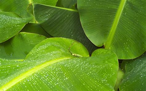 Banana Leaf Wallpapers Hd Pixelstalknet